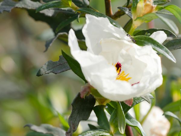 <h3><a href="/trips/extramadura/biota/plantae/tracheophyta/magnoliopsida/malvales/cistaceae/cistus ladanifer/cistus ladanifer-nl.html">Cistus&nbsp;ladanifer</a> / Common&nbsp;gum&nbsp;cistus / </h3>OM-1 Mark II met OLYMPUS M.150-400mm F4.5, 1/2000 sec  bij F4.5, ISO 800, afstand 2.29&nbsp;m
